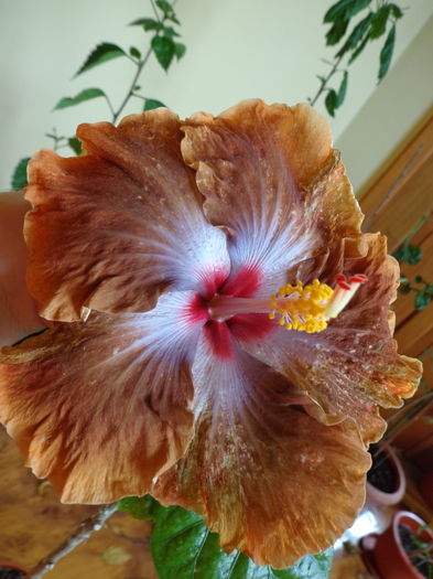 DSC08188 - A-HIBISCUS 2015-1