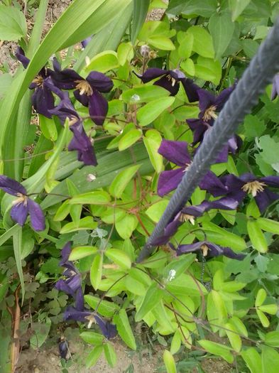 20150610_163722 - A  Clematite 2015