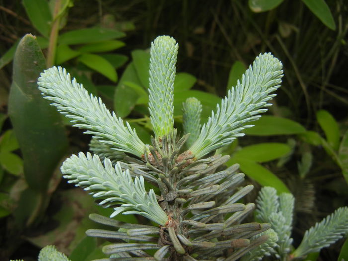 Abies procera Glauca (2015, May 16) - Abies procera Glauca