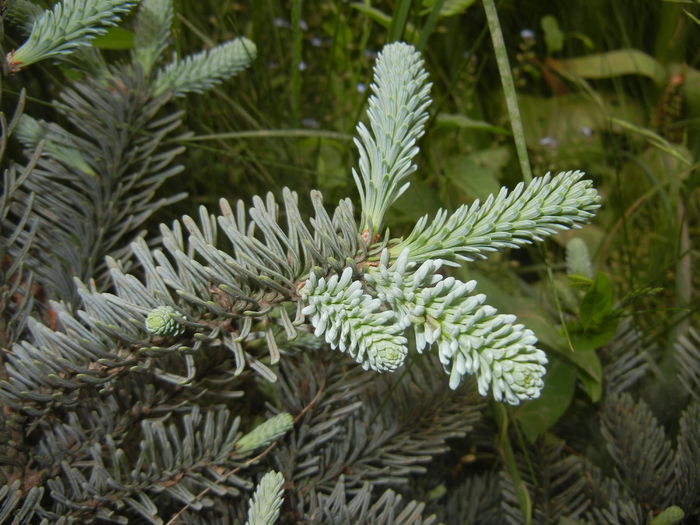 Abies procera Glauca (2015, May 16) - Abies procera Glauca