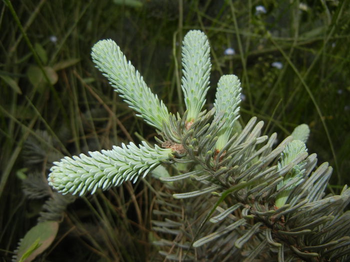 Abies procera Glauca (2015, May 16)