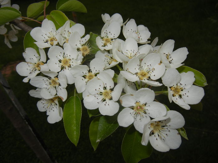 Pear Tree Blossom (2014, April 21)