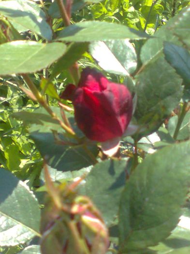  - Trandafiri TH 60 - Dimov