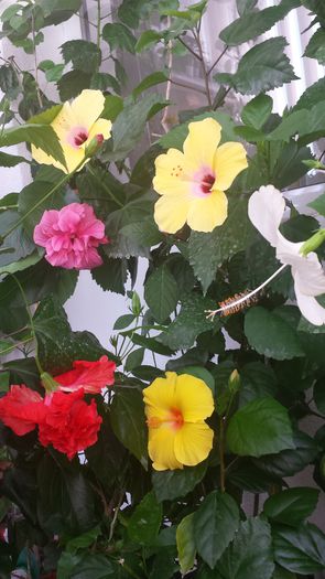 11.06.2015 - Flori 2015