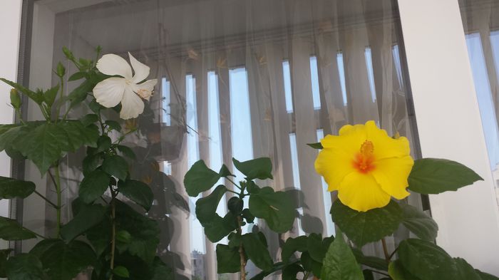 20150611_110120 - Flori 2015