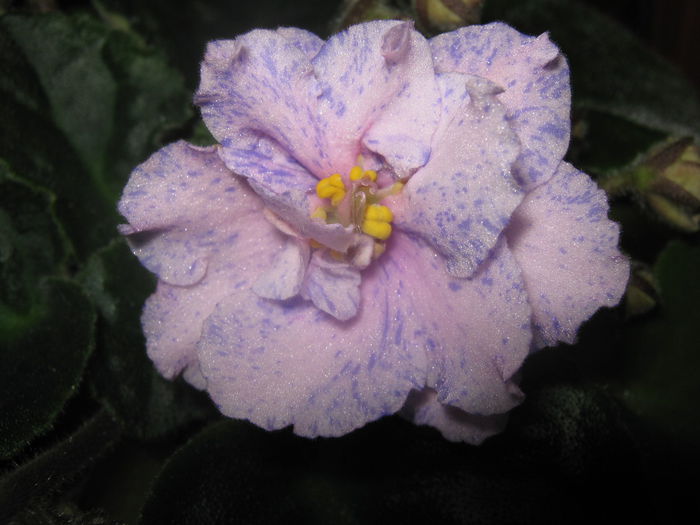 Picture My plants 3488