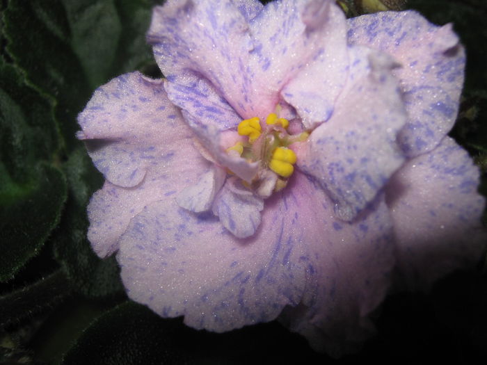 Picture My plants 3489