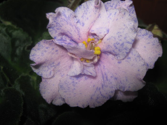Picture My plants 3490