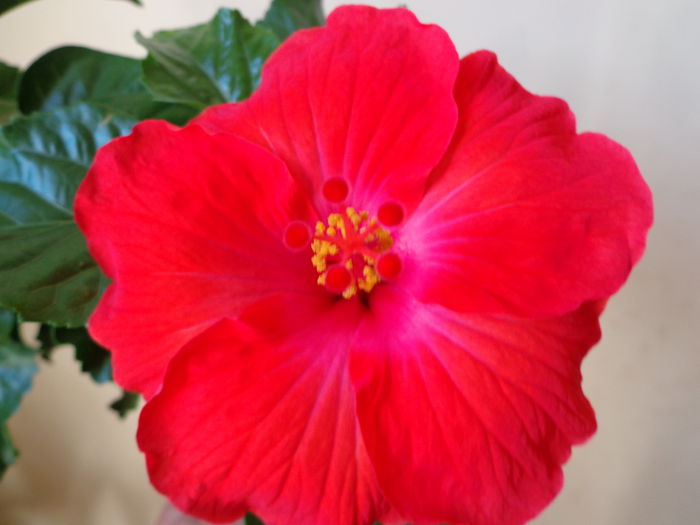 DSC07950 - HIBISCUS  2015