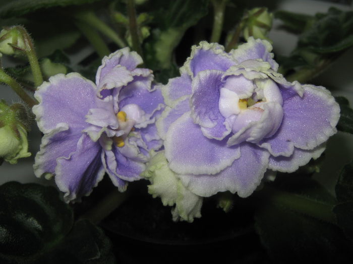 Picture My plants 3511