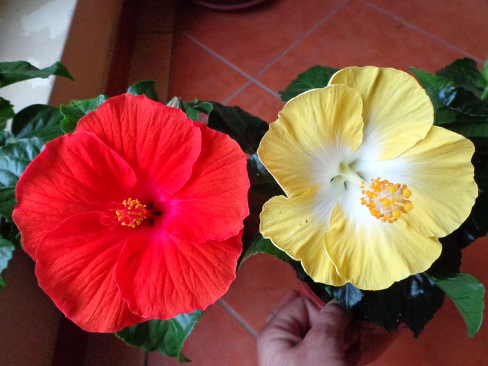DSC07958 - HIBISCUS  2015