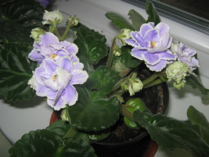 Picture My plants 3512