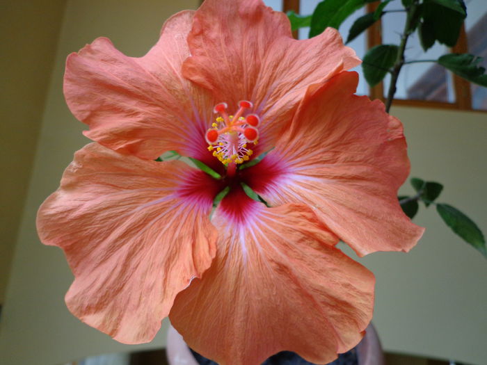 DSC07984 - HIBISCUS  2015