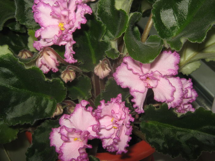 Picture My plants 3514
