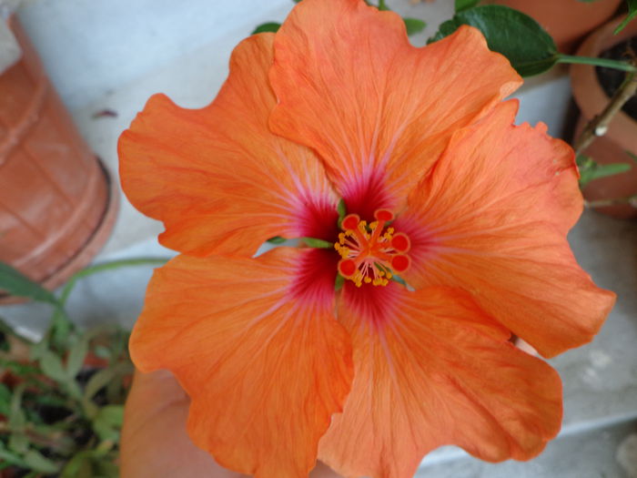 DSC07987 - HIBISCUS  2015