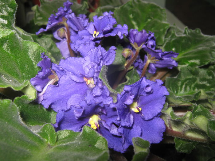Picture My plants 3515