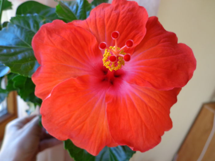 DSC07956 - HIBISCUS  2015