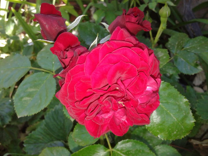 20150607_102635 - Kordes-Rotkappchen rose