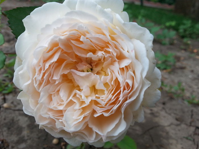 20150609_192905 - crown princess margareta