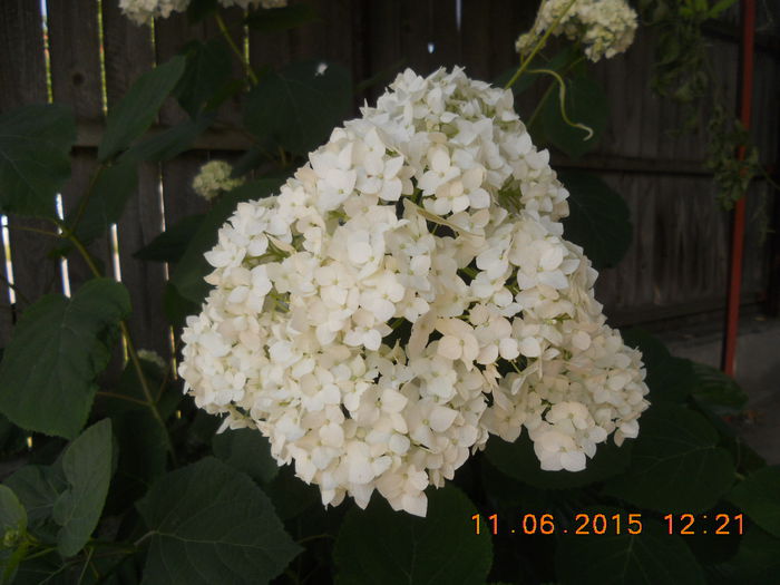 DSCN4400 - flori din gradina