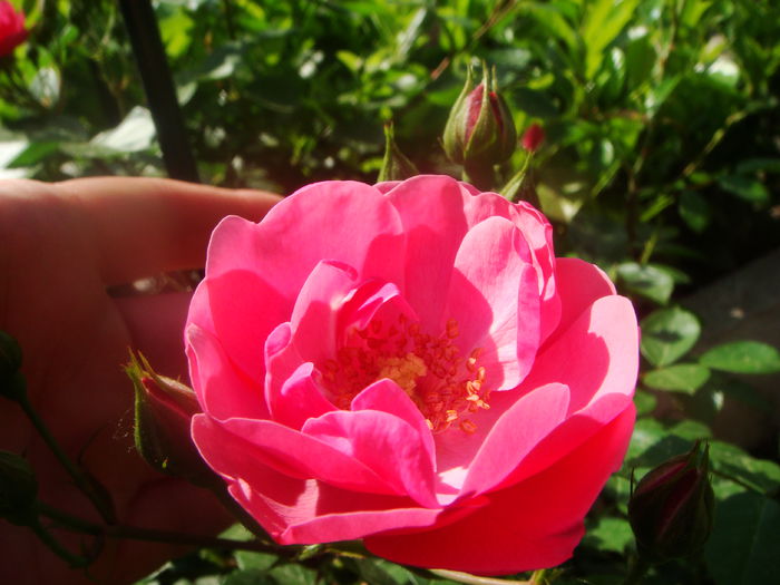 Angela 2015-05-23 (2)