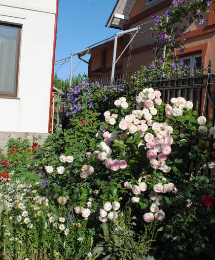 8 iunie( dupa gard..) - 2015 gradina mea