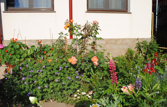 8 iunie - 2015 gradina mea