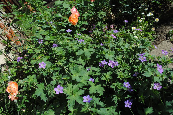 geranium vlassovianum - 2015 plantele mele