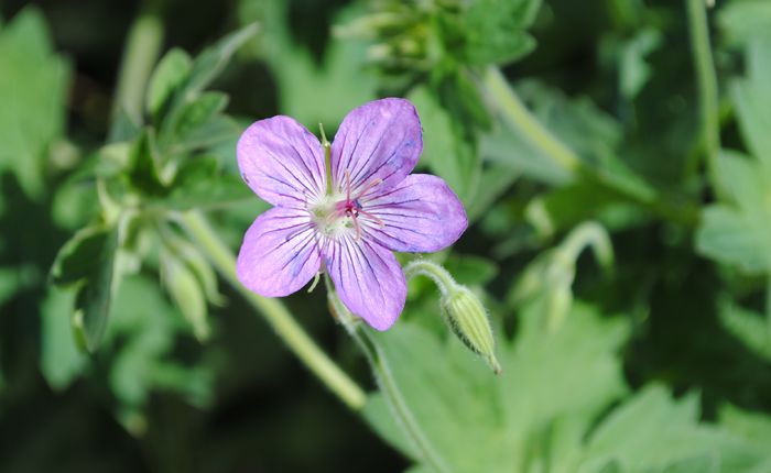 geranium vlassovianum - 2015 plantele mele