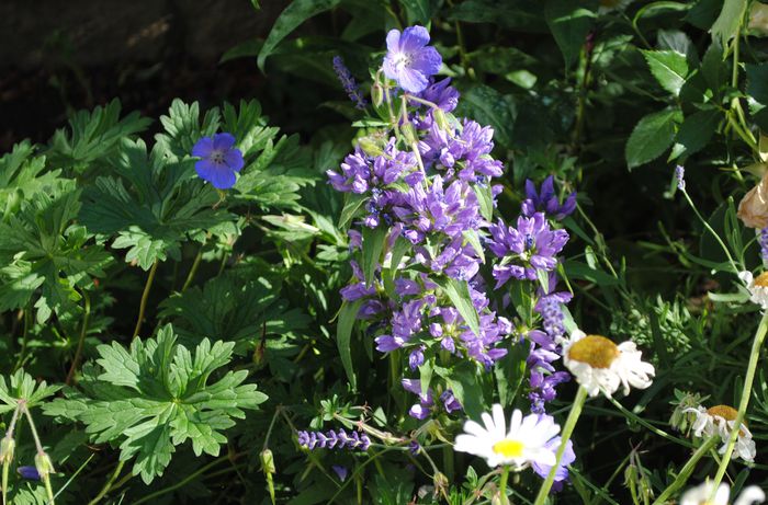 campanula glomerata - 2015 plantele mele