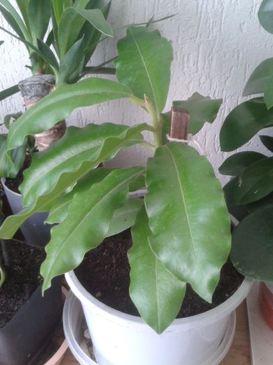 20150609_143901 - Hoya - colectie