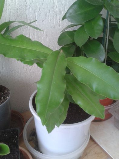 20150609_143912 - Hoya - colectie