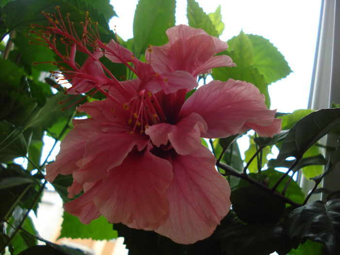 DSC01705 - Hibiscus Kona