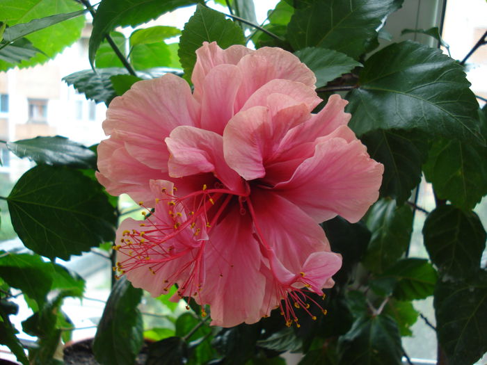 DSC01700