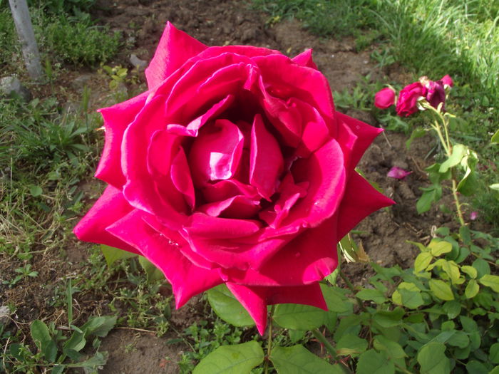 trandafir rosu - Trandafiri