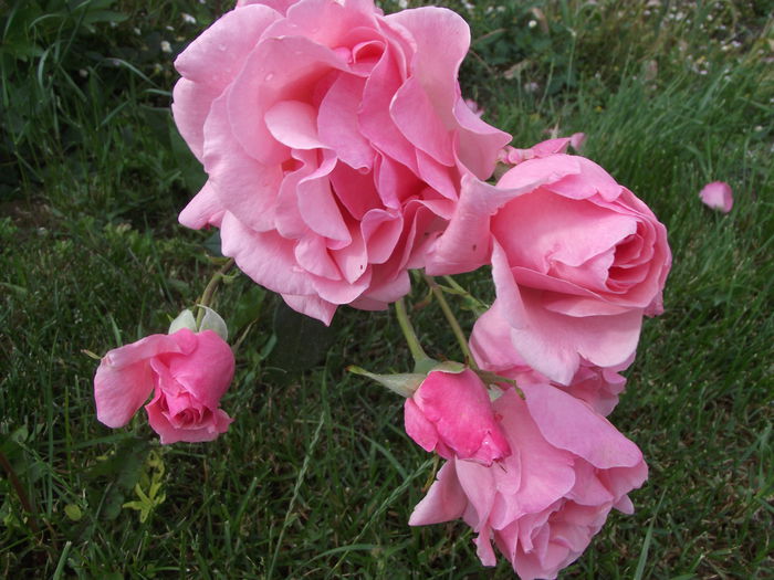 trandafiri roz 3 - Trandafiri