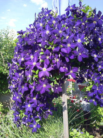 clematita in cascada - Clematita luni mai 2015