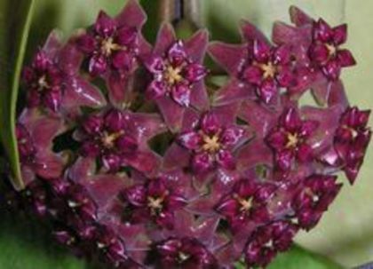 hoya purpureofusca a sosit