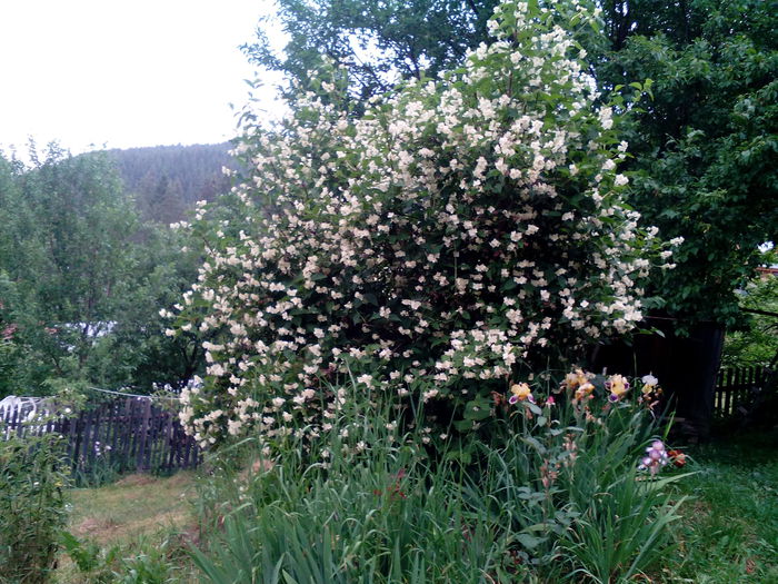 IMG_20150611_183640 - gradina 2015