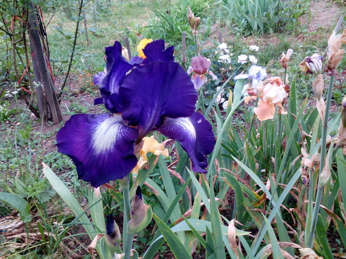 IMG_20150611_183423 - gradina 2015