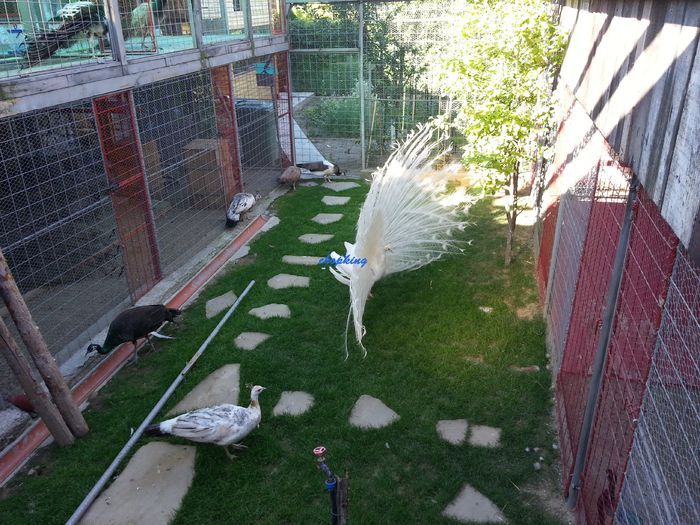 2015-06-08 08.00.51 - 6--PAUNI ALBI
