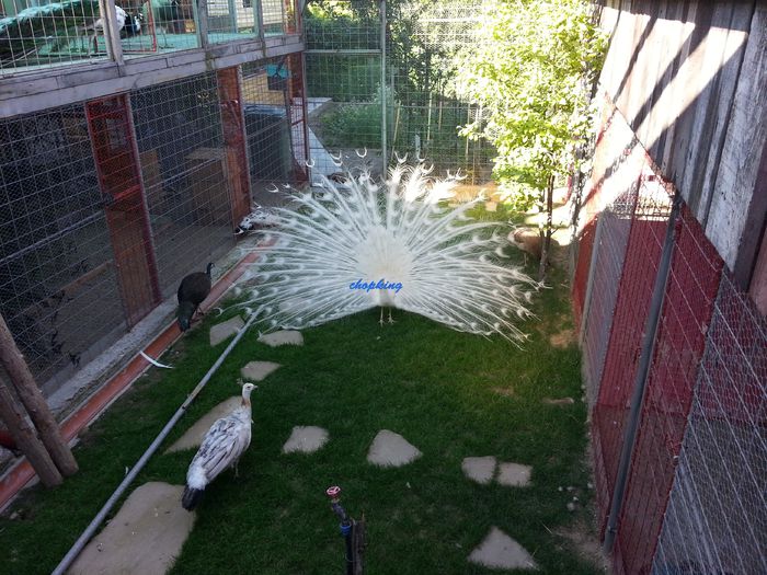 2015-06-08 08.00.59 - 6--PAUNI ALBI