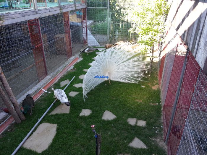 2015-06-08 08.01.09 - 6--PAUNI ALBI