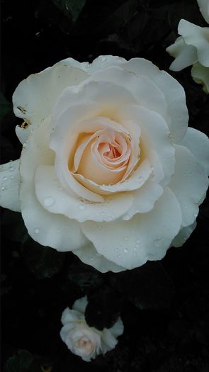 DSC_1112 - TRANDAFIRI 2015 I