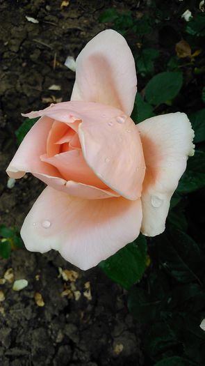 DSC_1113 - TRANDAFIRI 2015 I