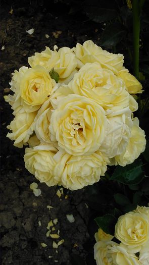 DSC_1114 - TRANDAFIRI 2015 I