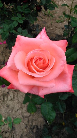 DSC_1115 - TRANDAFIRI 2015 I