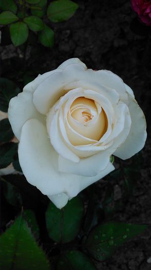 DSC_1117 - TRANDAFIRI 2015 I