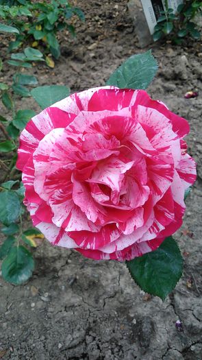 DSC_1119 - TRANDAFIRI 2015 I