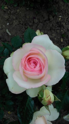 DSC_1120 - TRANDAFIRI 2015 I